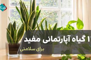12 گیاه آپارتمانی مفید برای سلامتی