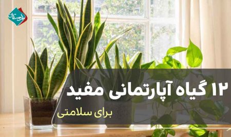 12 گیاه آپارتمانی مفید برای سلامتی 