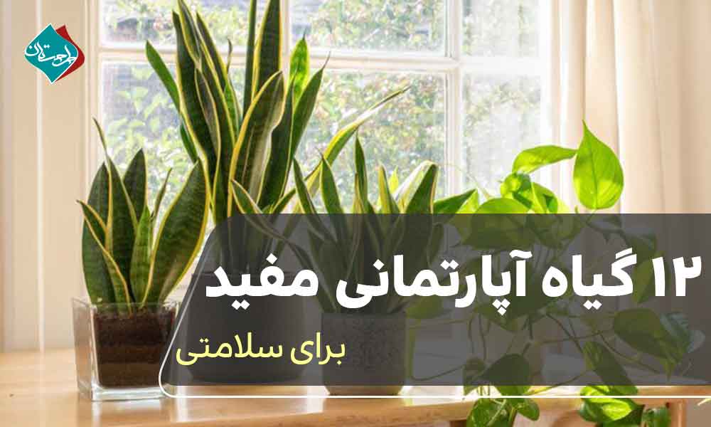 12 گیاه آپارتمانی مفید برای سلامتی