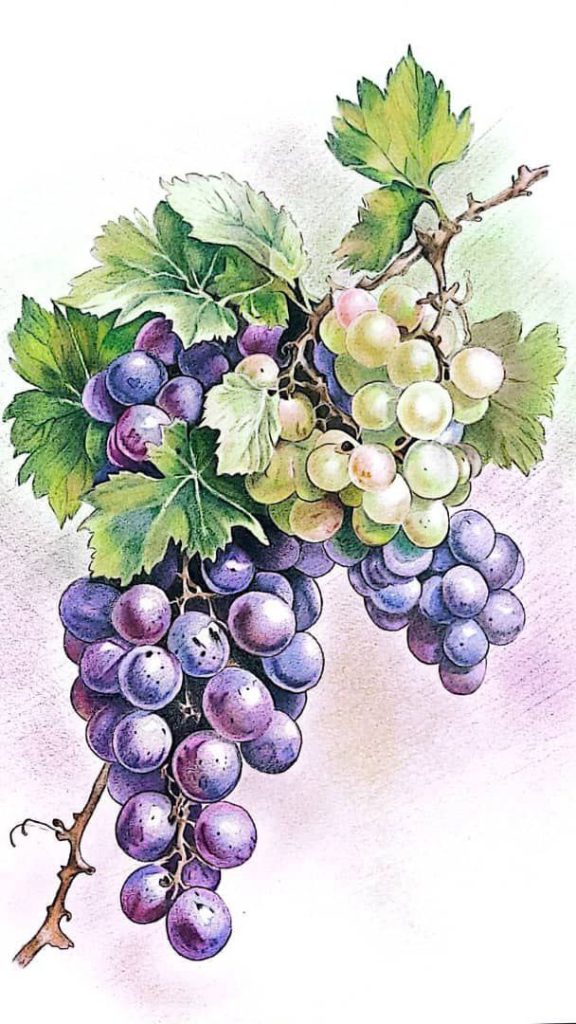 آموزش نقاشی مداد رنگی