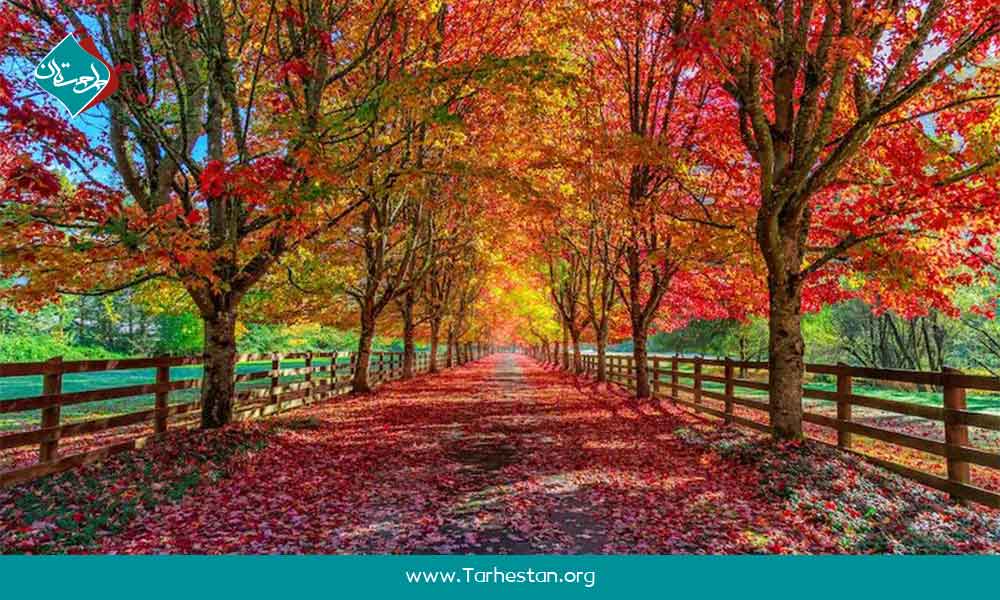 اهمیت عکاسی در پاییز 