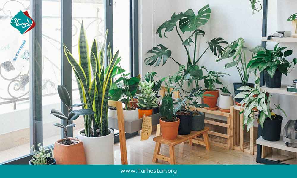 استفاده از گیاهان برای بهینه‌سازی فضاهای پرت خانه